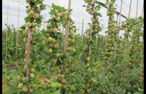 Смородина и крыжовник на штамбе. Крыжовник и смородина на штамбе: особенности формирования кроны 02