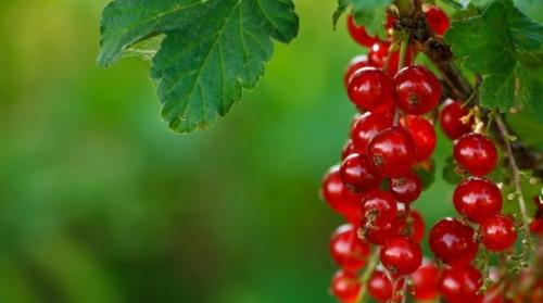 Как вырастить красную смородину. Красная смородина