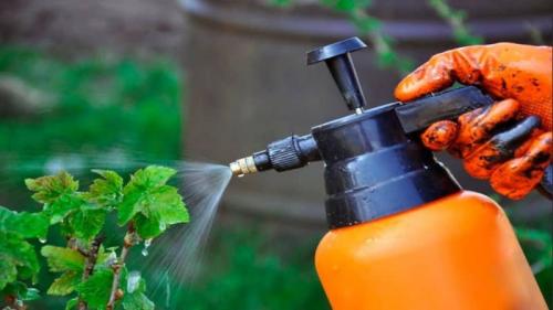 Красные пятна на листьях смородины, что делать. Красные выпуклые пятна при галловой тле на смородине