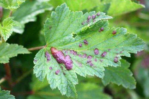 Красные пятна на листьях смородины чем лечить. Галловая тля на смородине