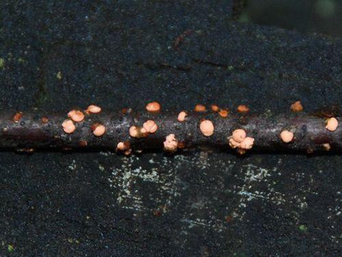 Красные пятна на ветках смородины. Разберем основные и часто встречаемые болезни смородины