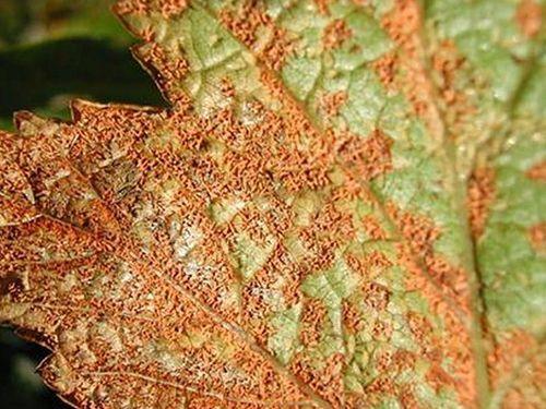 Красные пятна на ветках смородины. Разберем основные и часто встречаемые болезни смородины