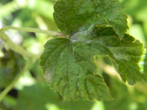 Ржавые пятна на листьях смородины. Ржавчина на смородине: виды ржавчины 07 Ржавые пятна на листьях смородины. Ржавчина на смородине: виды ржавчины 07