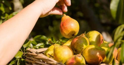 Можно ли использовать удобрения для других культур для подкармливания яблони и груш. Когда делать осеннюю подкормку