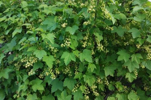 Ржавчина на смородине фитоспорин. Болезни смородины и лечение