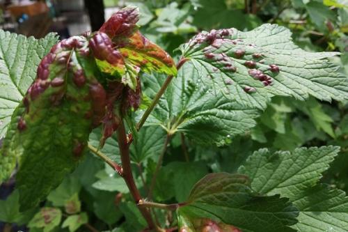 Ржавчина на смородине фитоспорин. Болезни смородины и лечение