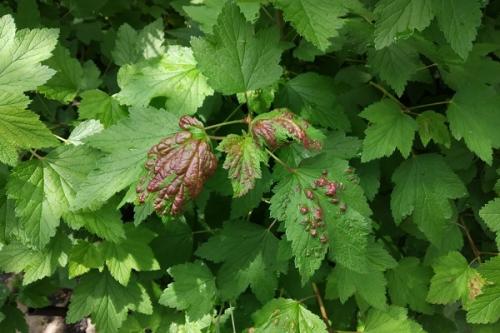 Ржавчина на смородине фитоспорин. Болезни смородины и лечение