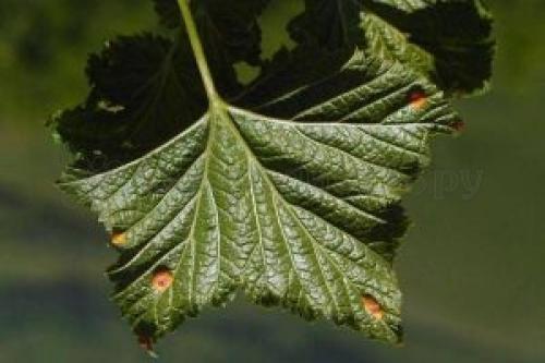 Бокальчатая ржавчина смородины. Бокальчатая ржавчина на смородине. Причины развития