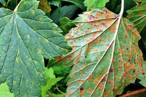 Смородина ржавчина на листьях. Характеристика разновидностей ржавчины на смородине