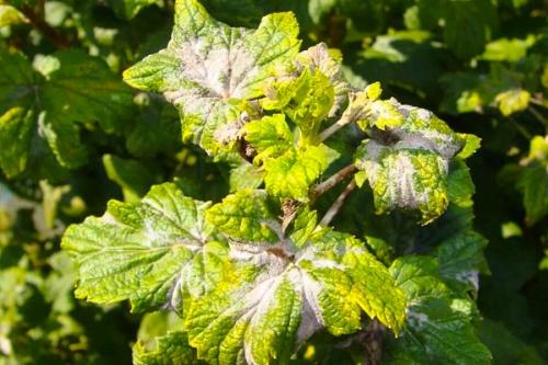 Ржавчина на смородине фитоспорин. Болезни смородины и лечение