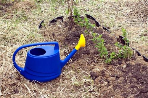 Сода от ржавчины на смородине. Как обработать кусты смородины содой