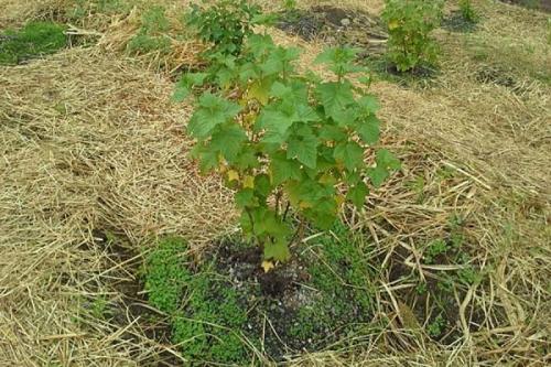 Фунгицид от ржавчины на смородине. Причины и лечение ржавчины на смородине