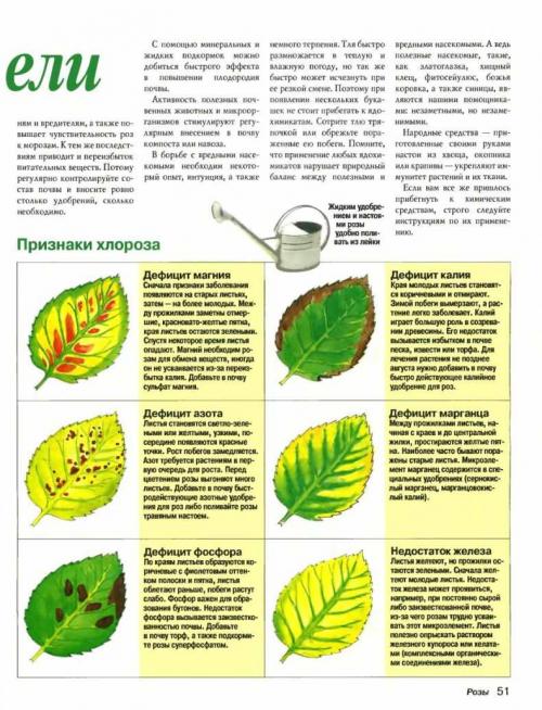 Чего не хватает смородине. Недостаток питания и микроэлементов, чем подкормить