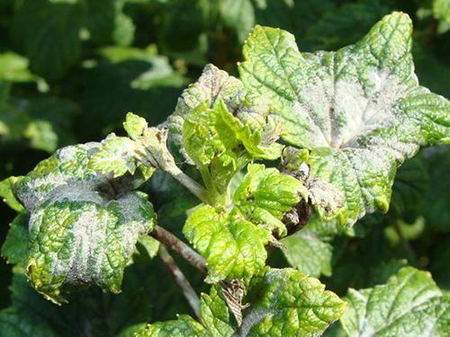 Листья смородины, как обожженные. Разберем основные и часто встречаемые болезни смородины