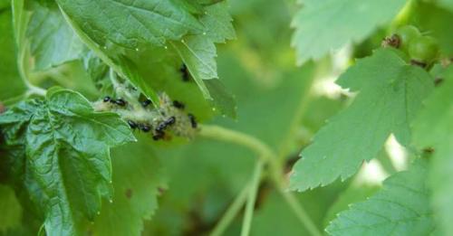 Чего не хватает смородине. Недостаток питания и микроэлементов, чем подкормить