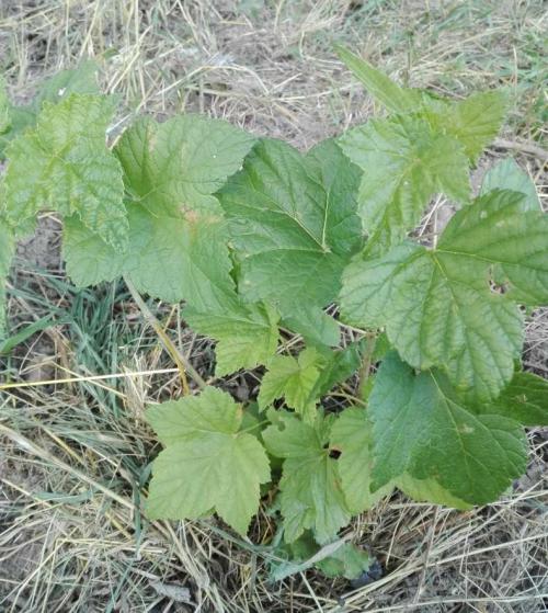Чего не хватает смородине. Недостаток питания и микроэлементов, чем подкормить