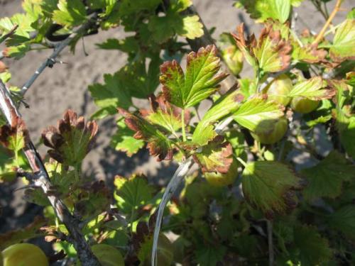 Чего не хватает смородине. Недостаток питания и микроэлементов, чем подкормить