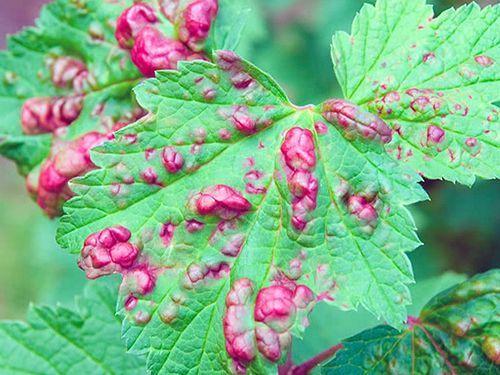 Листья смородины, как обожженные. Разберем основные и часто встречаемые болезни смородины