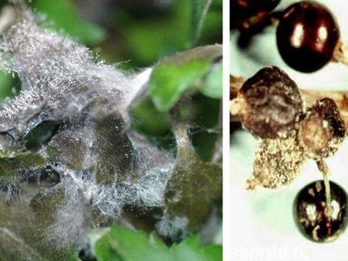 Листья смородины, как обожженные. Разберем основные и часто встречаемые болезни смородины