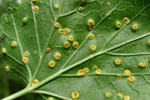 Фитолавин от ржавчины на смородине. Причины и лечение ржавчины на смородине