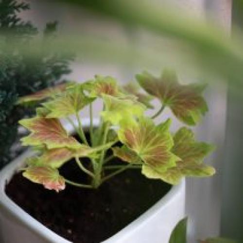 Как избежать переудобрения плодовых растений весной. Признаки переудобрения растений