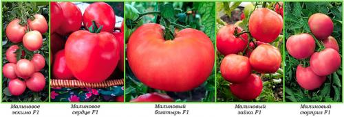 Лучшие сорта помидор сады россии. 