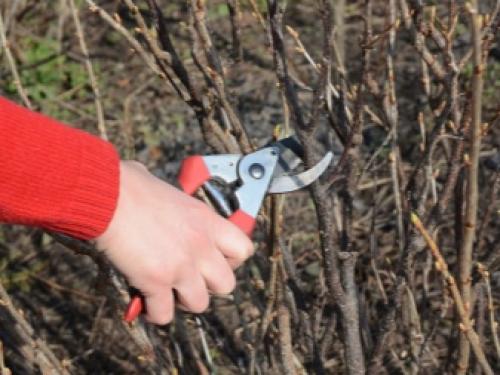 Болезни смородины и крыжовника. Лишайник и мох 10