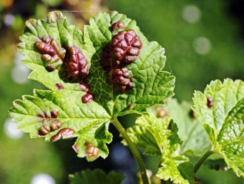 Красные пятна на смородине чем обработать. Галловая тля на смородине