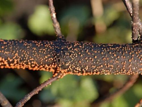 Болезни смородины и крыжовника. Лишайник и мох 11