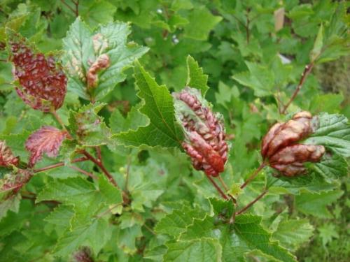 Болезни смородины и крыжовника. Лишайник и мох 03