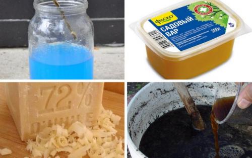 Болезни смородины и крыжовника. Лишайник и мох 01