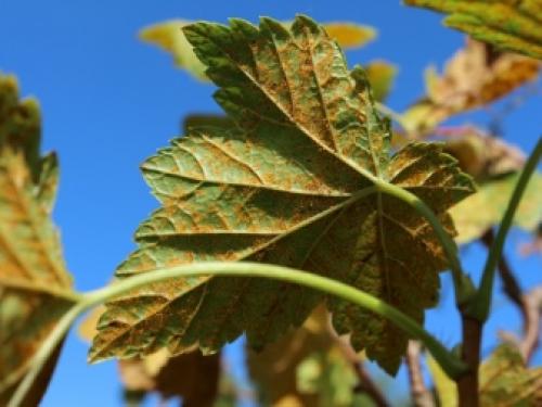 Болезни смородины и крыжовника. Лишайник и мох 09