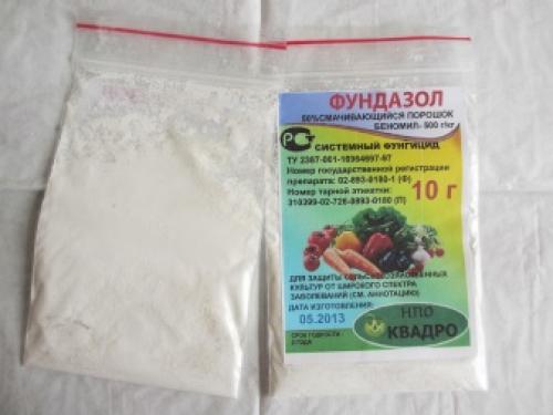 Болезни смородины и крыжовника. Лишайник и мох 04