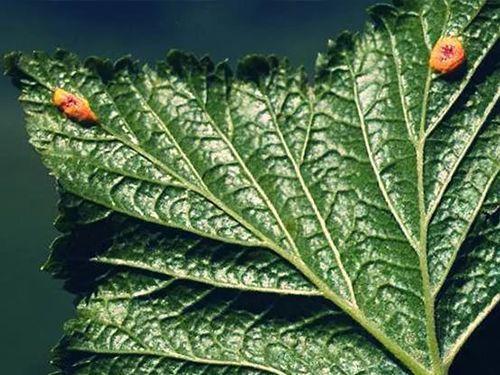 Бурые пятна на листьях смородины, что делать. Разберем основные и часто встречаемые болезни смородины