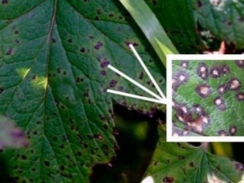 Болезни смородины и крыжовника. Лишайник и мох 07