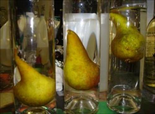 Выращивание груши в Московской области. Самые сладкие сорта груши для Подмосковья 20