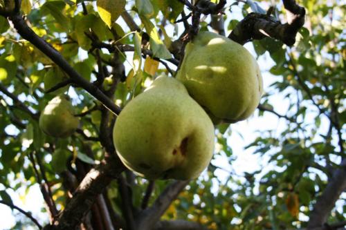 Выращивание груши в Ленинградской области. Рекомендованные сорта груш для высаживания в Подмосковье и Ленинградской области