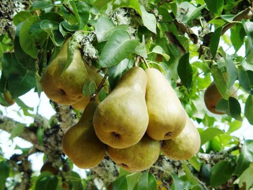 Выращивание груши в Ленинградской области. Рекомендованные сорта груш для высаживания в Подмосковье и Ленинградской области