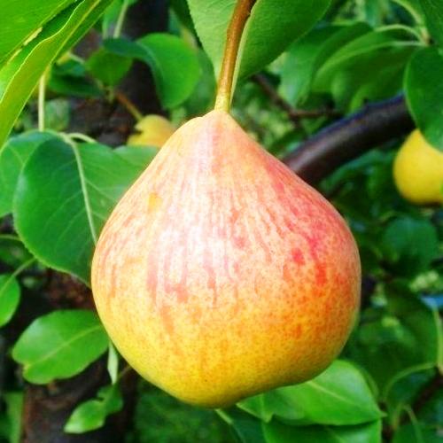 Выращивание груши в Ленинградской области. Рекомендованные сорта груш для высаживания в Подмосковье и Ленинградской области