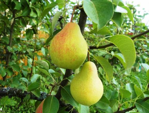 Выращивание груши в Ленинградской области. Рекомендованные сорта груш для высаживания в Подмосковье и Ленинградской области
