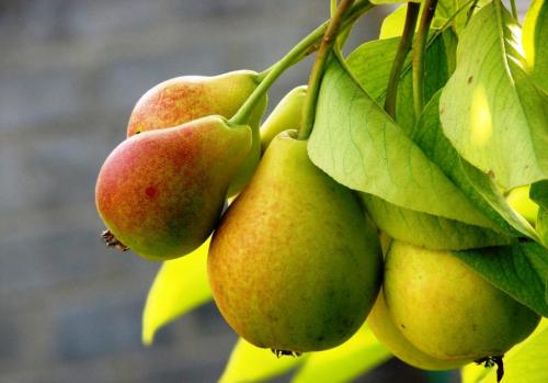 Выращивание груши в Ленинградской области. Рекомендованные сорта груш для высаживания в Подмосковье и Ленинградской области