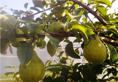 Выращивание груши в Ленинградской области. Рекомендованные сорта груш для высаживания в Подмосковье и Ленинградской области