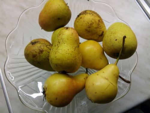 Выращивание груши в Московской области. Самые сладкие сорта груши для Подмосковья 01