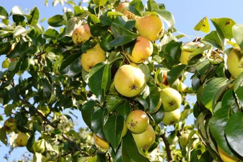 Выращивание груши в Ленинградской области. Рекомендованные сорта груш для высаживания в Подмосковье и Ленинградской области