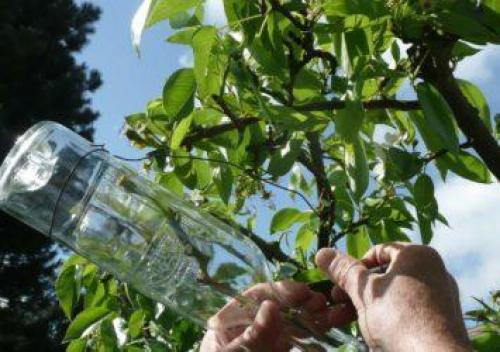 Выращивание груши в Московской области. Самые сладкие сорта груши для Подмосковья 18