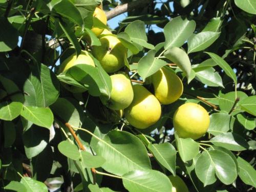 Выращивание груши в Ленинградской области. Рекомендованные сорта груш для высаживания в Подмосковье и Ленинградской области