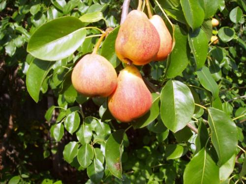 Выращивание груши в Ленинградской области. Рекомендованные сорта груш для высаживания в Подмосковье и Ленинградской области