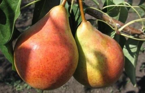 Выращивание груши: советы опытных дачников