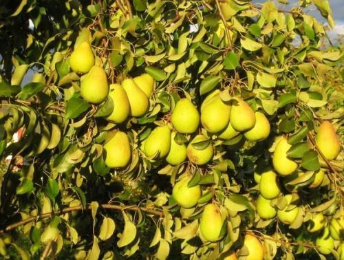 Выращивание груши в Ленинградской области. Рекомендованные сорта груш для высаживания в Подмосковье и Ленинградской области