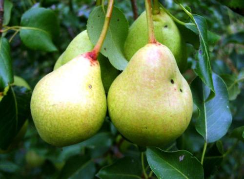 Выращивание груши в Ленинградской области. Рекомендованные сорта груш для высаживания в Подмосковье и Ленинградской области